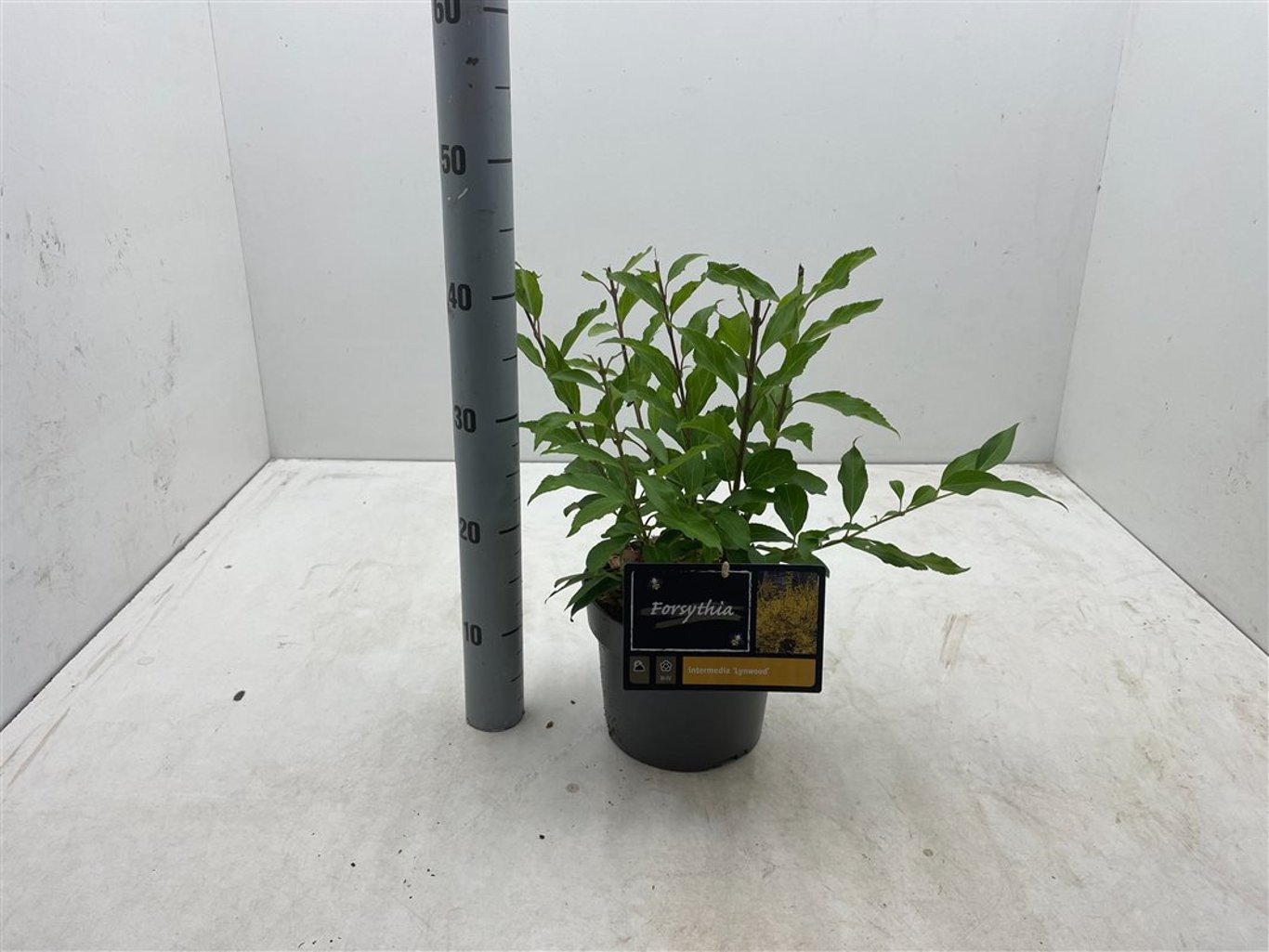 Forsythia int. 'Lynwood' - C3